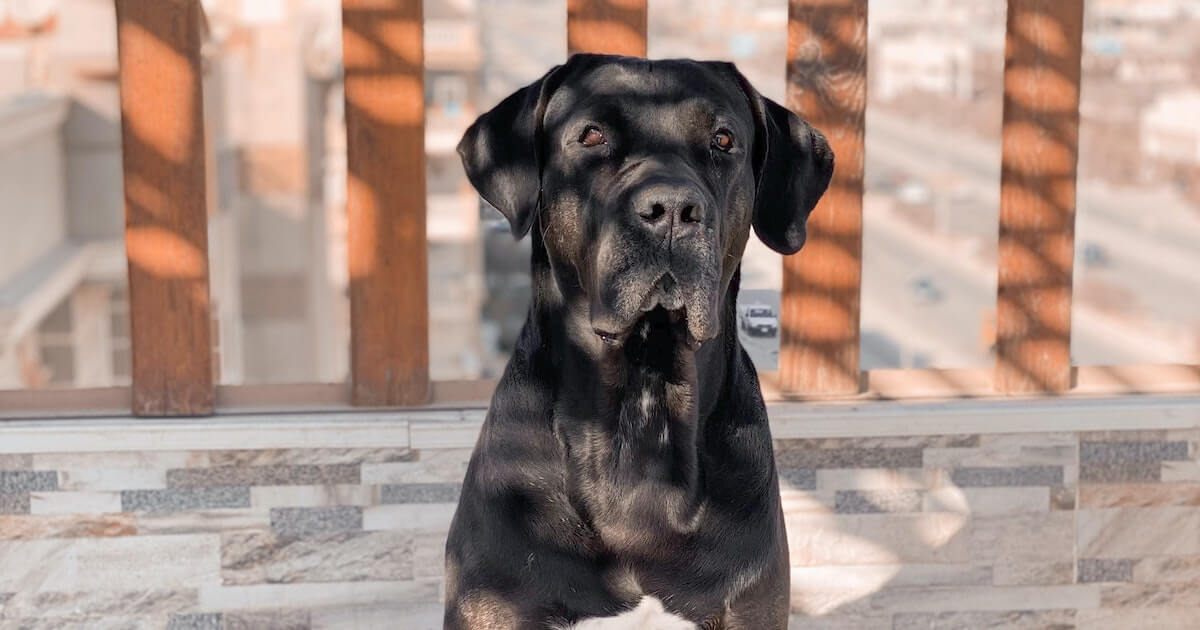 Cane Corso Character, Health, Feeding, Price, and Care